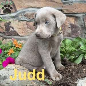 Judd, Silver Labrador Retriever Puppy